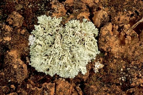 Lattice Tube Lichen - genus Hypogymnia  Australia,Geotagged,Winter