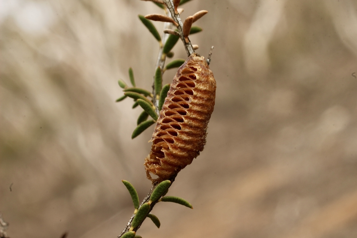 Empty egg capsules from Australian Garden Mantis - Orthodera ministralis  Australia,Australian Green Mantis,Geotagged,Orthodera ministralis,Winter