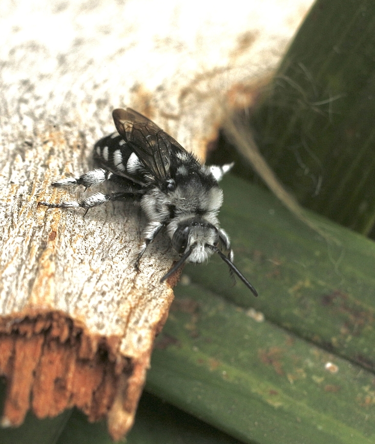 Waroon Cloak-and-dagger Bee Thyreus waroonensis  Australia,Geotagged,Thyreus waroonensis,Winter