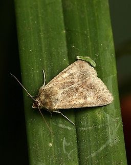 Australian Fruitworm - Helicoverpa punctigera  Australia,Australian Fruitworm,Geotagged,Helicoverpa punctigera,Winter