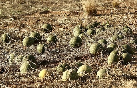 Citron melon, growing in large numbers along highways . They are only approximately 150 mm in diameter in size.  Australia,Citron melon,Citrullus amarus,Geotagged,Winter