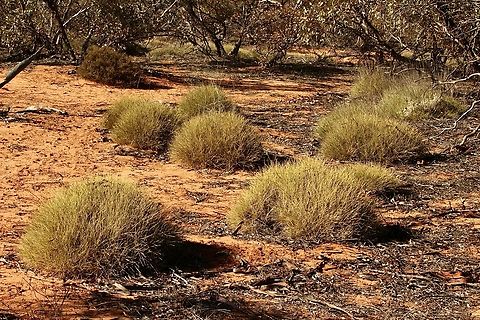 Porcupine Grass - Triodia scariosa  Australia,Geotagged,Triodia  scariosa,Triodia scariosa,Winter