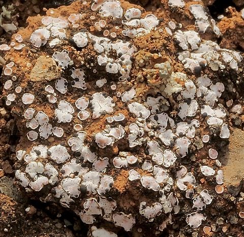 Fishscale lichens - genus Psora  Australia,Geotagged,Winter