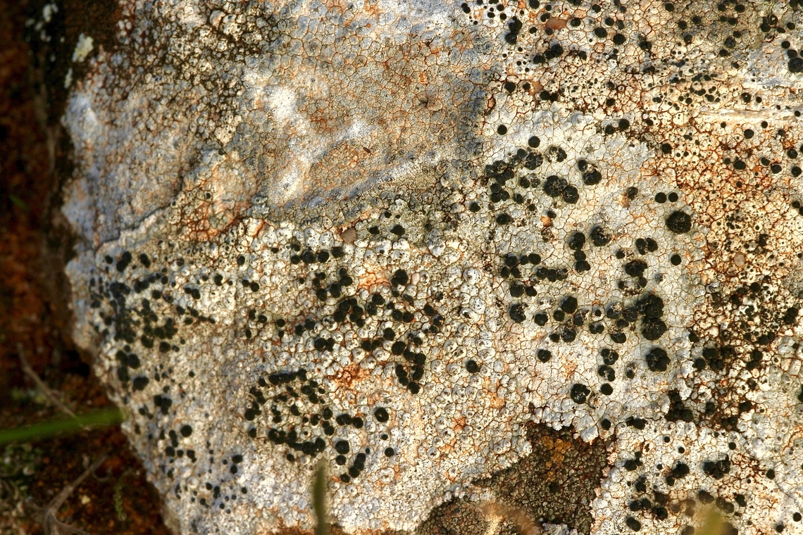 Common Lichen - genus Lecanora  Australia,Geotagged,Winter
