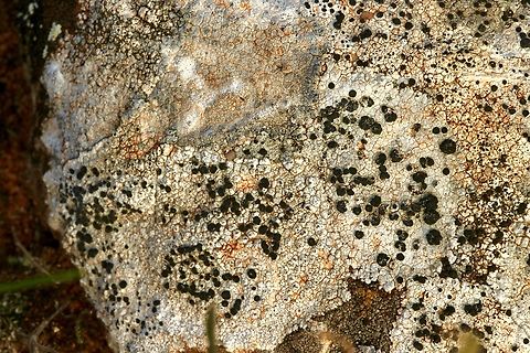 Common Lichen - genus Lecanora  Australia,Geotagged,Winter