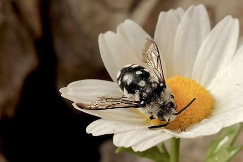 Waroon Cloak-and-dagger Bee
