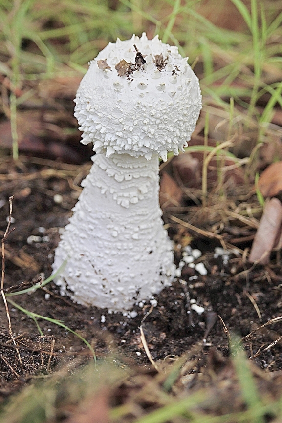Pyramid Builder Lepidella - Amanita pyramidifera  Amanita pyramidifera,Australia,Fall,Geotagged,Pyramid Builder Lepidella