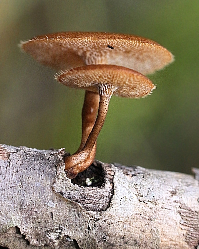Spring polyphore - Lentinus-arcularius Growing on dead branches. Australia,Fall,Geotagged,Lentinus arcularius,Lentinus-arcularius