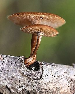Spring polyphore - Lentinus-arcularius Growing on dead branches. Australia,Fall,Geotagged,Lentinus arcularius,Lentinus-arcularius