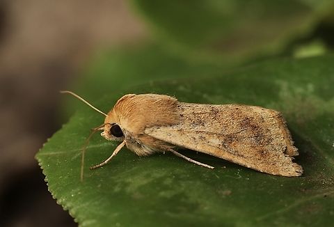 Corn worm moth  - Helicoverpa zea Attracted to UV light. Australia,Corn Earworm,Geotagged,Helicoverpa zea,Winter