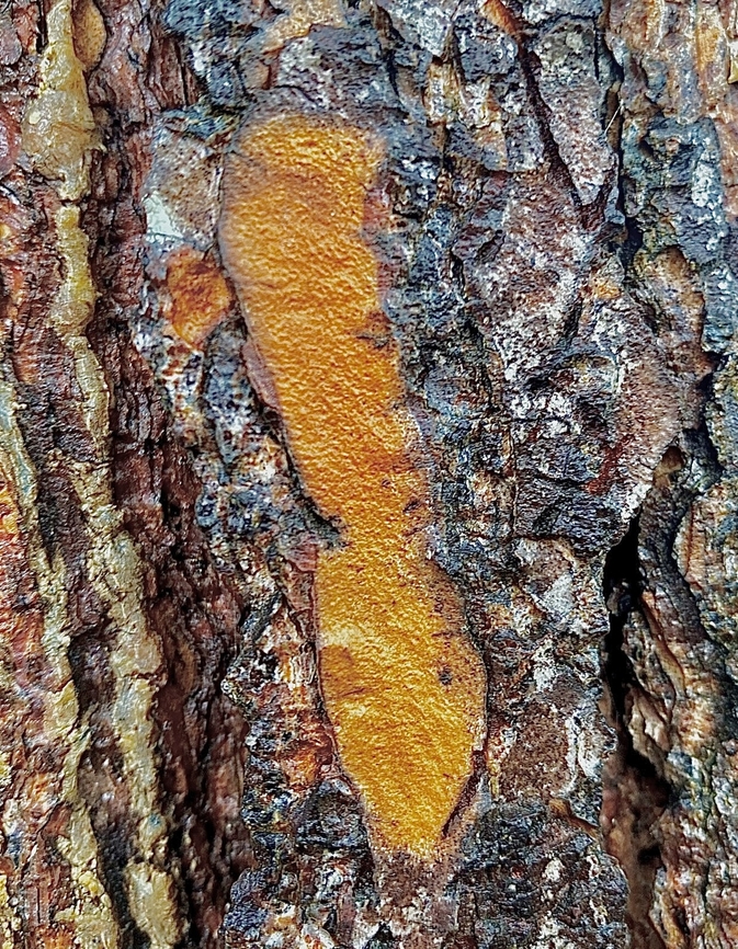 Phlebia subceracea Growing on Norfolk Island pine tree Australia,Fall,Geotagged,Phlebia subceracea