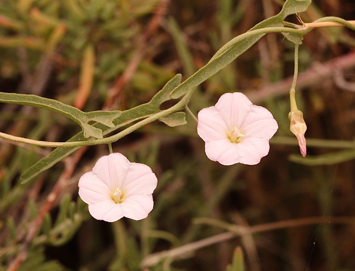 Australian Bindweed - Convolvulus remotes  Australia,Convolvulus remotes,Convolvulus remotus,Geotagged,Spring