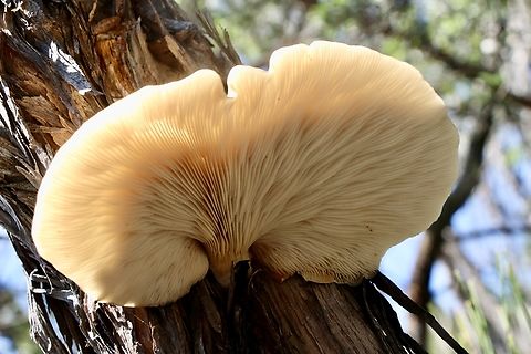 Ghost Fungus - Omphalotus nidiformis Gill formation of Ghost Fungus Australia,Geotagged,Ghost Fungus,Omphalotus nidiformis,Spring