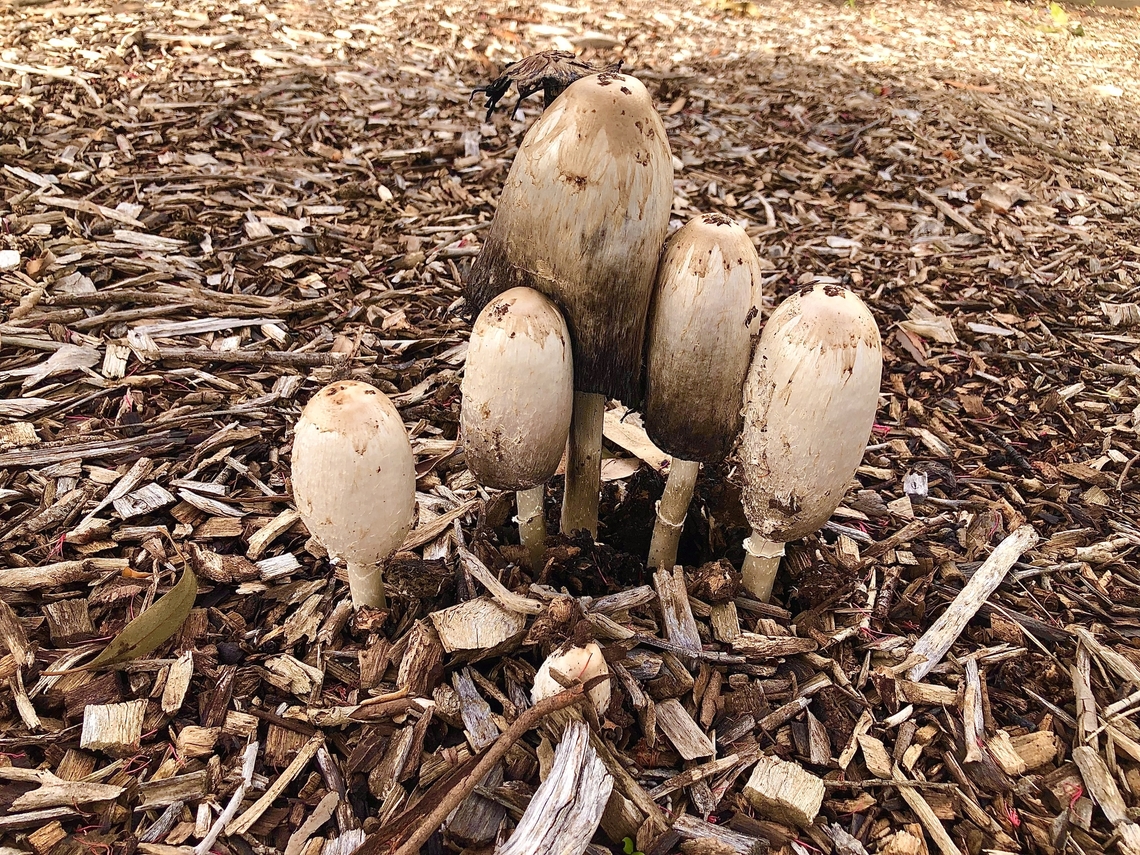 Shaggy ink cap - Coprinus comatus  Australia,Coprinus comatus,Fall,Geotagged,Shaggy ink cap