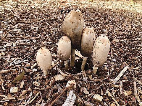 Shaggy ink cap - Coprinus comatus  Australia,Coprinus comatus,Fall,Geotagged,Shaggy ink cap