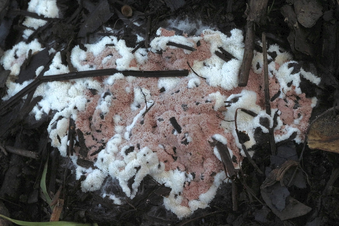 Unidentified slime mould Growing on eucalyptus leaf litter  Australia,Geotagged,Summer