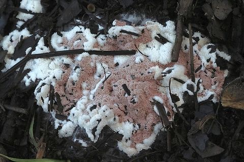 Unidentified slime mould Growing on eucalyptus leaf litter  Australia,Geotagged,Summer