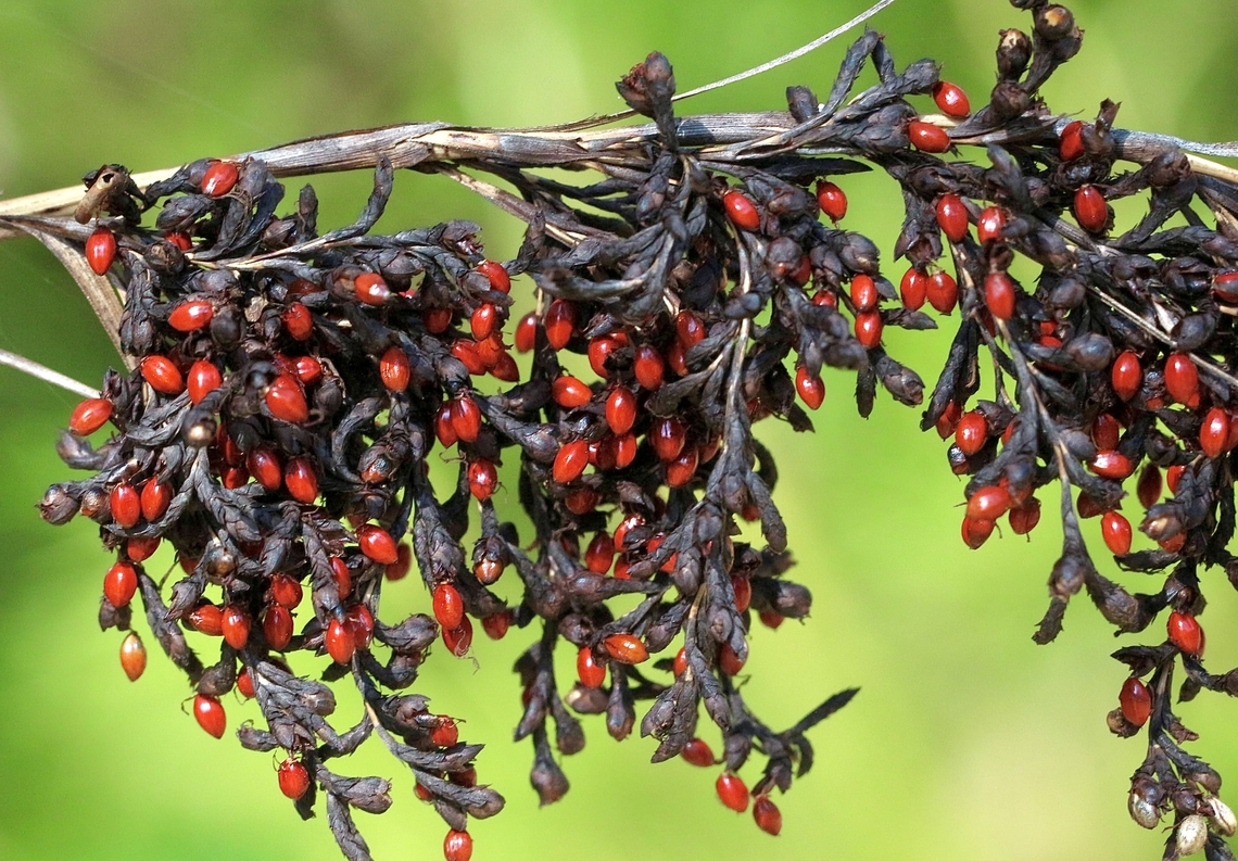 Red-fruit saw-sedge  - Gahnia sieberiana  Australia,Gahnia sieberiana,Geotagged,Red-fruit saw-sedge,Summer
