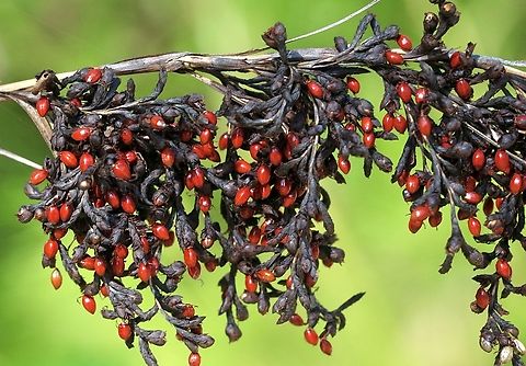 Red-fruit saw-sedge  - Gahnia sieberiana  Australia,Gahnia sieberiana,Geotagged,Red-fruit saw-sedge,Summer