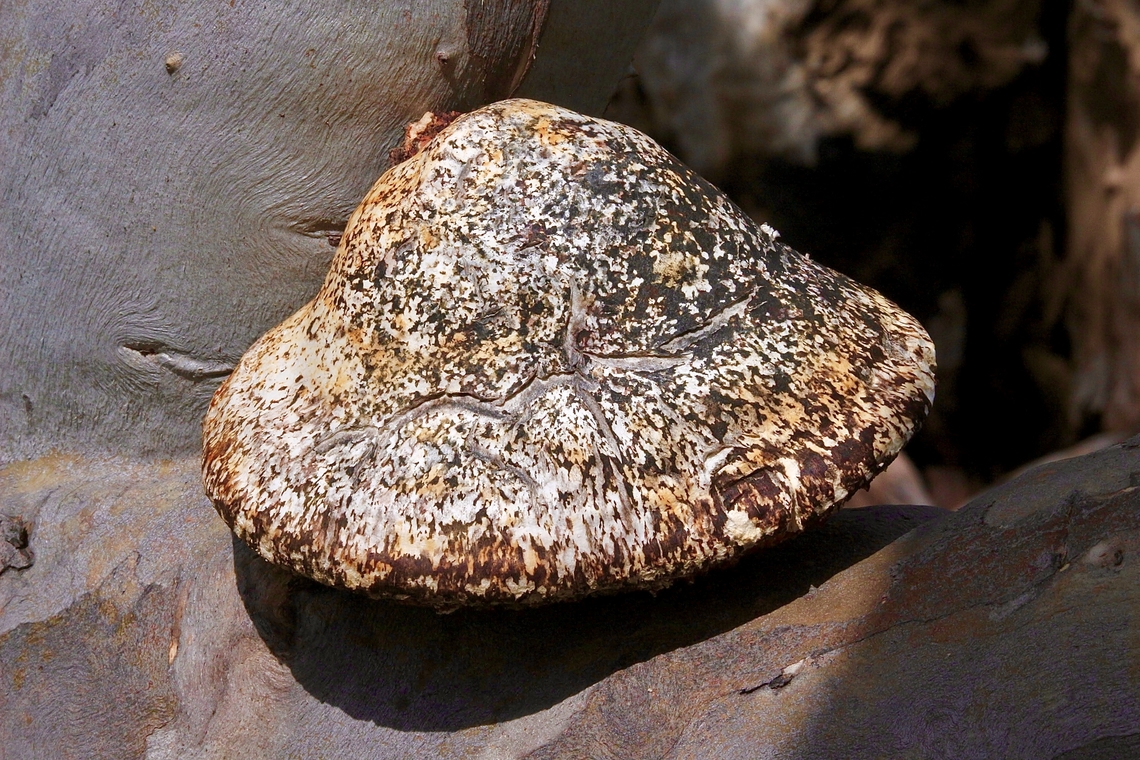 White Punk - Laetiporus portentosus Growing on a eucalyptus tree. Australia,Geotagged,Laetiporus portentosus,Spring,White Punk