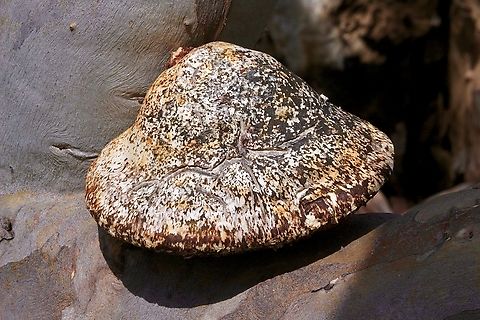 White Punk - Laetiporus portentosus Growing on a eucalyptus tree. Australia,Geotagged,Laetiporus portentosus,Spring,White Punk