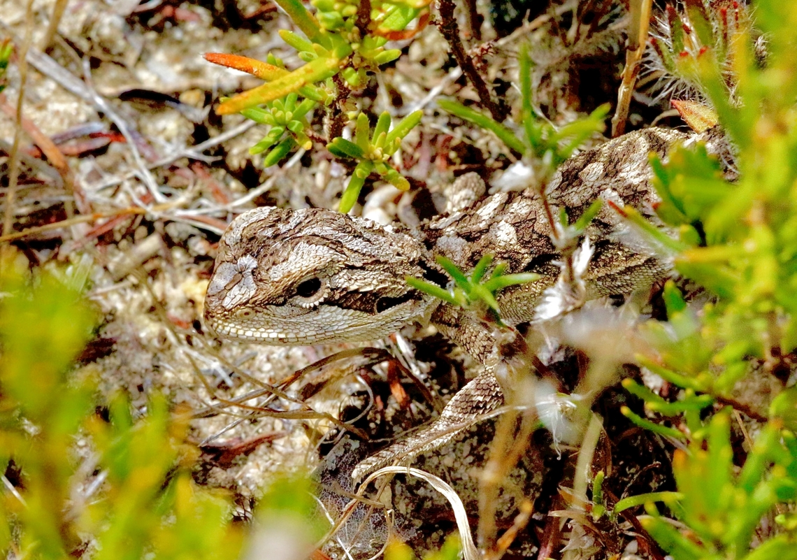Central bearded dragon - Pogona vitticeps A juvenil coming out from its hiding place. Australia,Central bearded dragon,Fall,Geotagged,Pogona vitticeps