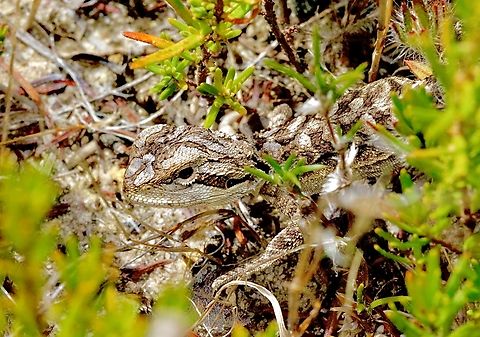 Central bearded dragon - Pogona vitticeps A juvenil coming out from its hiding place. Australia,Central bearded dragon,Fall,Geotagged,Pogona vitticeps