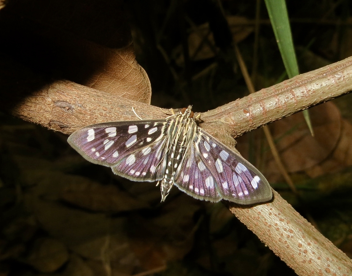 Chequered Snout moth - Pygospila tyres  Chequered Snout,Geotagged,Pygospila tyres,Spring,Vietnam