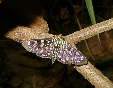 Chequered Snout moth - Pygospila tyres  Chequered Snout,Geotagged,Pygospila tyres,Spring,Vietnam