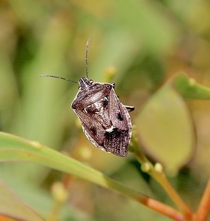 Brown Soldier Bug - Cermatulus nasalis  Australia,Brown Soldier Bug,Cermatulus nasalis,Fall,Geotagged
