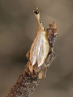 Scorpion-tail Spider - Arachnura higginsi,  Arachnura higginsi,Arachnura scorpionoides,Australia,Geotagged,Scorpion-tailed Spider,Summer