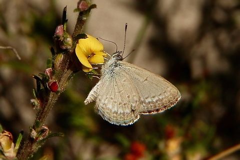 Lesser grass blue - Zizina otis  Australia,Geotagged,Lesser grass blue,Summer,Zizina otis