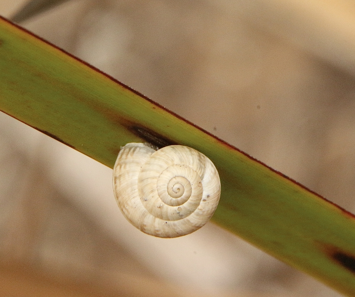 White Italian snail - Theba pisana  Australia,Geotagged,Summer,Theba pisana,White Italian snail