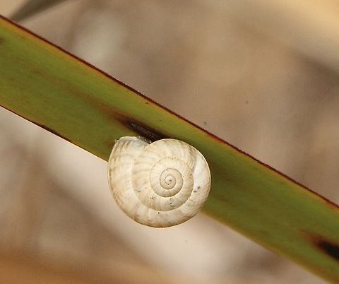 White Italian snail - Theba pisana  Australia,Geotagged,Summer,Theba pisana,White Italian snail