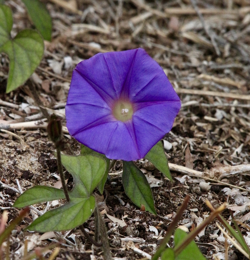 Blue Morning Glory - Ipomoea indica Ipomoea indica Is an introduced species to Australia and is considered an invasive weed. Australia,Blue Morning Glory,Fall,Geotagged,Ipomoea indica