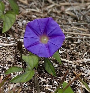 Blue Morning Glory - Ipomoea indica Ipomoea indica Is an introduced species to Australia and is considered an invasive weed. Australia,Blue Morning Glory,Fall,Geotagged,Ipomoea indica