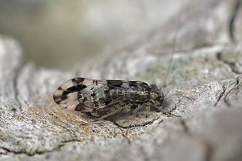 Unidentified species of bark louse Mostlikely Speckled Barklouse Metylophorus novaescotiae. I am not sure and hope someone has more identification info. Australia,Geotagged,Winter