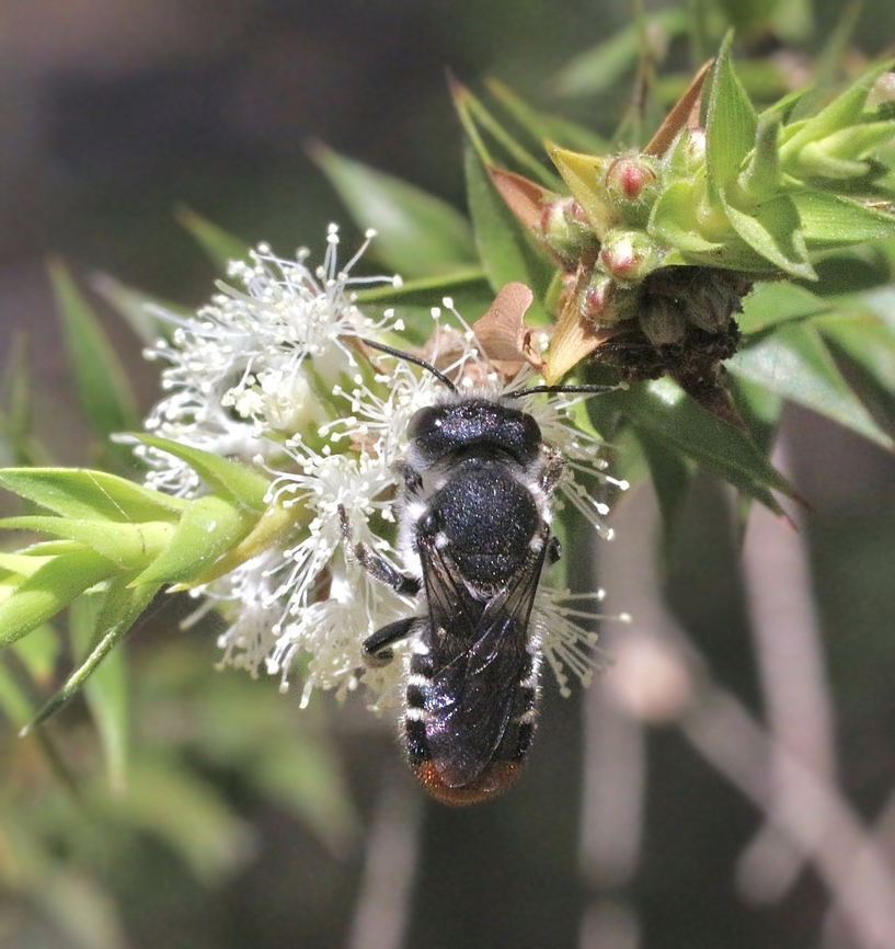 Megachile ferox  Australia,Geotagged,Megachile ferox,Summer