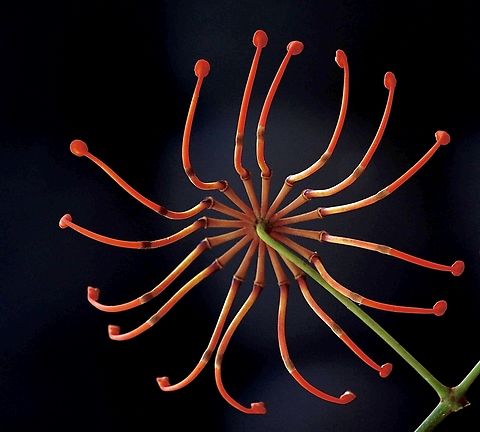 Fire wheel tree - Stenocarpus sinuatus Flowers  Australia,Firewheel tree,Geotagged,Stenocarpus sinuatus,Summer