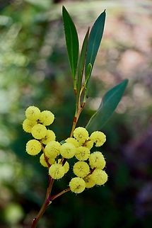 Golden wattle - Acacia pycnantha  Acacia pycnantha,Australia,Geotagged,Golden wattle,Summer