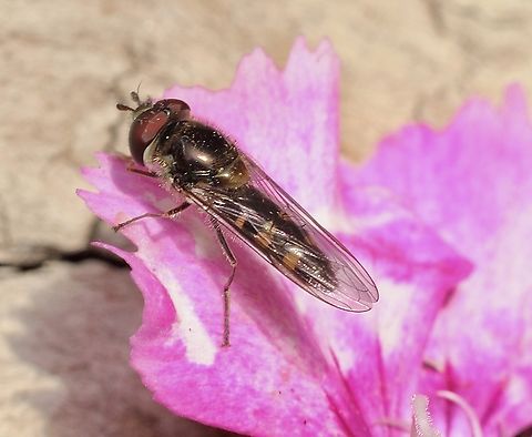 Common Halfband  Australia,Common Halfband,Geotagged,Melangyna viridiceps,Winter