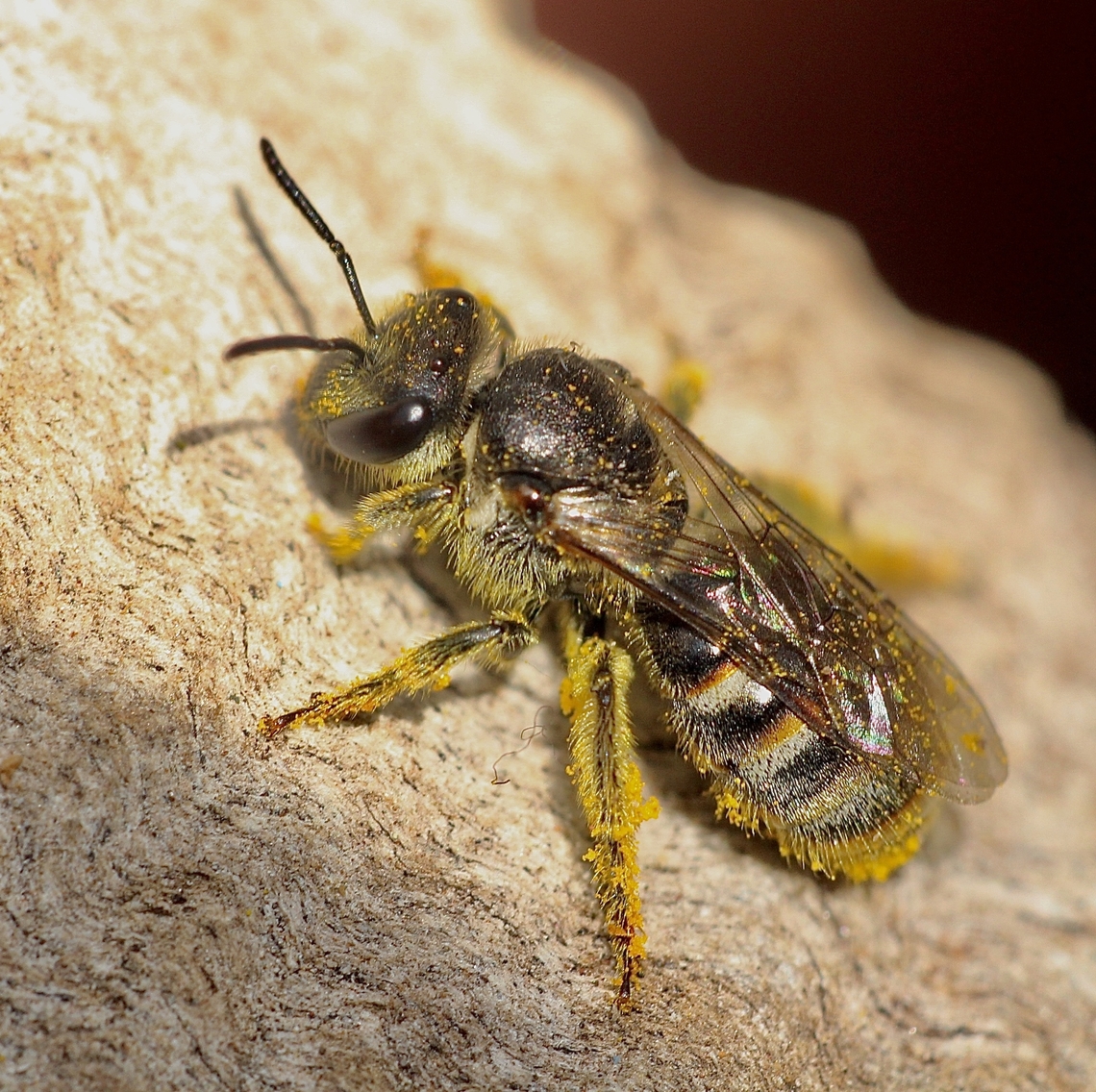 Sweat bee Genus Lasioclosum Spring is almost with us and this is the first native bee I have seen in the last 3 months. Australia,Geotagged,Winter