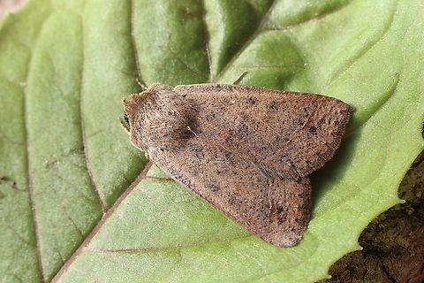 Genus - Pantydia Attracted to UV light  Australia,Geotagged,Winter