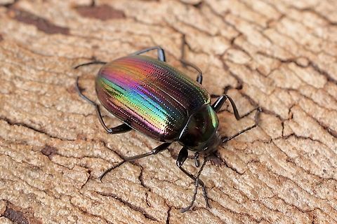 Chalcopteroides columbinus A darkling beetle observed under eucalyptus tree bark. Australia,Chalcopteroides columbinus,Geotagged,Winter