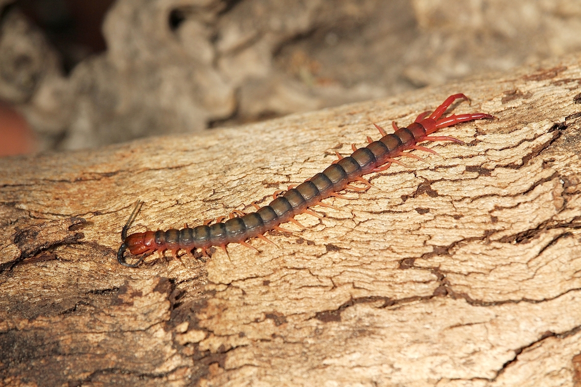 Orange-footed Centipede - Cormocephalus aurantiipes  Australia,Cormocephalus aurantiipes,Geotagged,Orange-footed Centipede,Winter