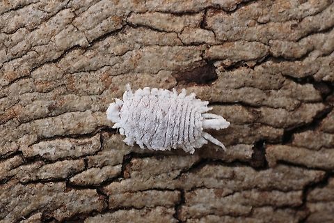 Scale insect  Australia,Geotagged,Winter