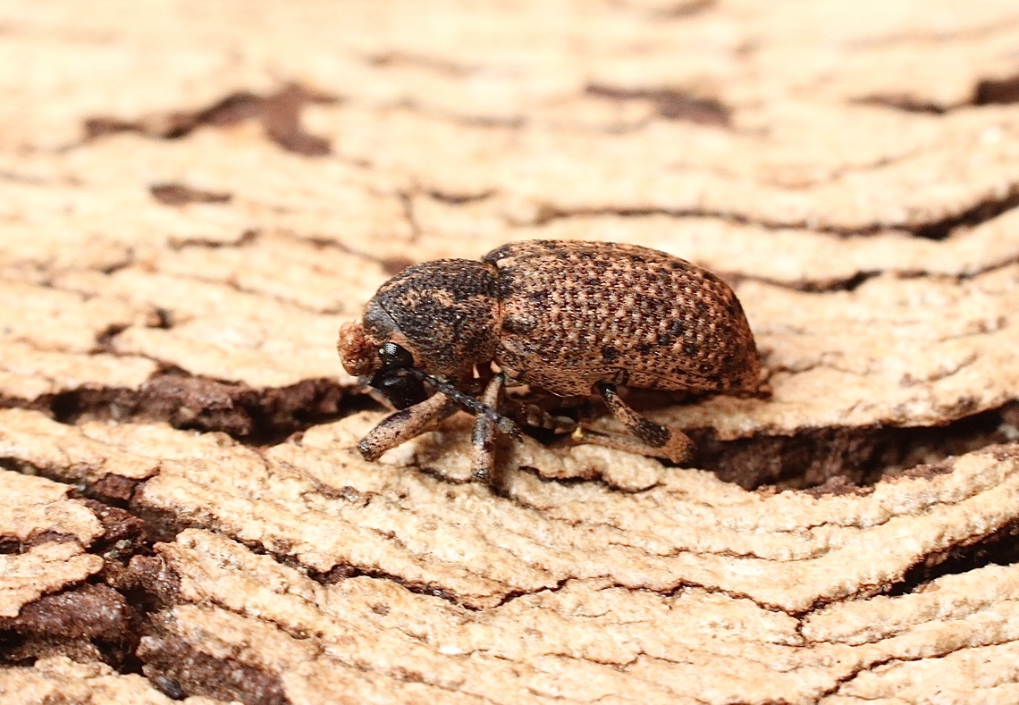 Rhinaria cristata  Australia,Geotagged,Rhinaria cristata,Winter