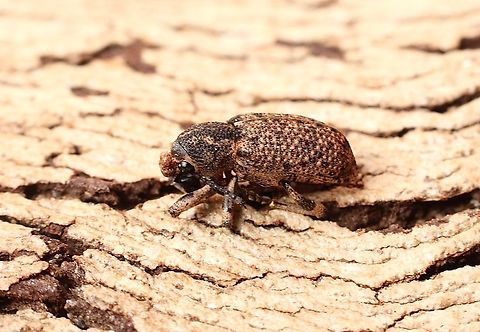 Rhinaria cristata  Australia,Geotagged,Rhinaria cristata,Winter