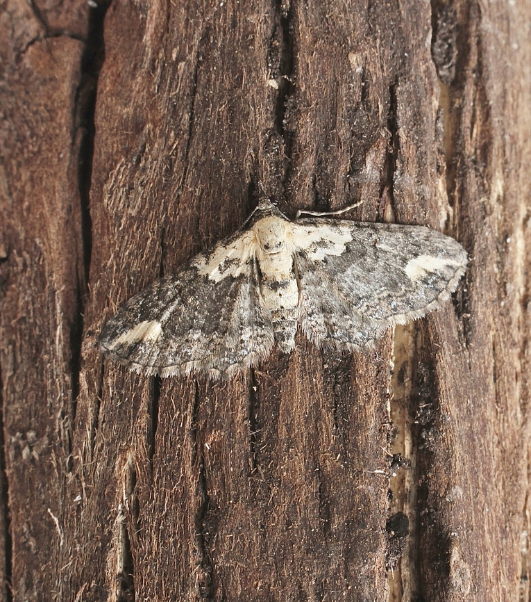Pome Looper - Pasiphilodes testulata Attracted to UV light. Australia,Geotagged,Pasiphilodes testulata,Pome Looper,Winter