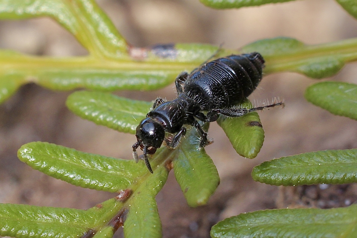 Female flower wasp - Family Thynnidae  Australia,Geotagged,Winter